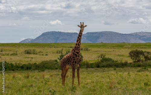 A lonely African giraffe in a shroud against the backdrop of mountains and sky. Zhiraw looks at the photographer