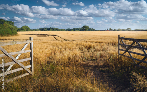 Open gate into agricultural landscape of oat field in summer, Beverley, Yorkshire, UK.