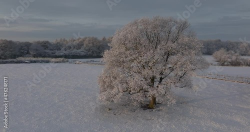 Snow Covered Oak Tree Warwickshire UK Aerial Landscape