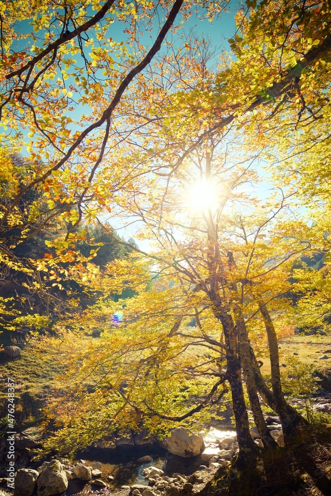 Autumn forest in the Pyrenees