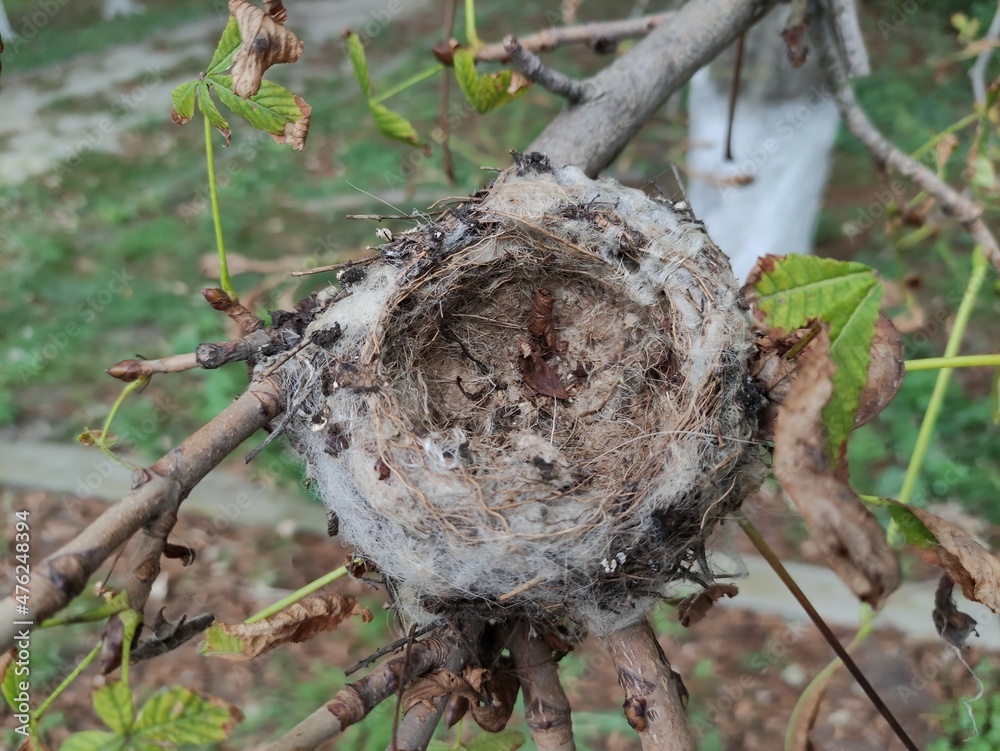 Empty bird's nest on the tree