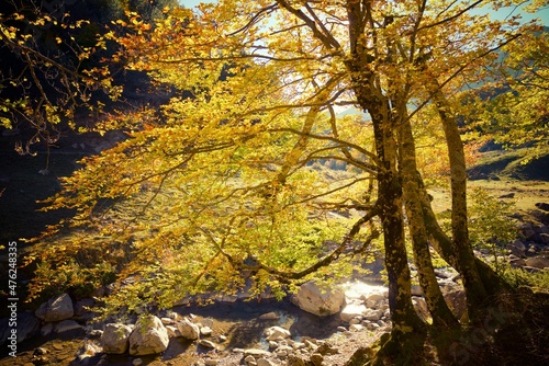 Autumn forest in the Pyrenees