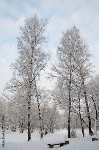 Winter landscape. Tall birches are covered with snow. Snow on the park benches.