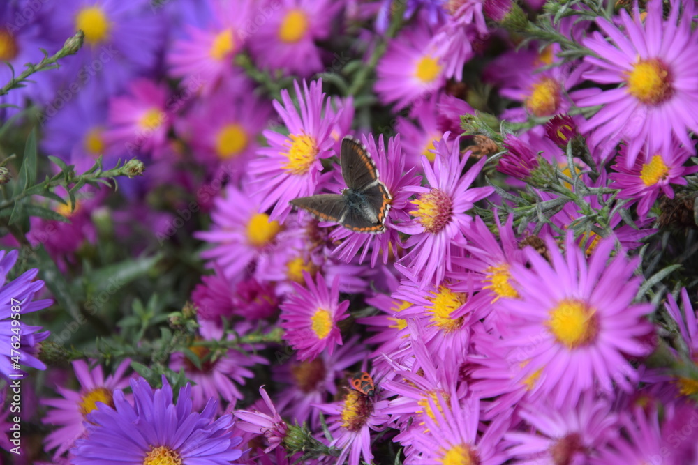 Obraz premium Multicolored and graceful butterfly on a flower meadow