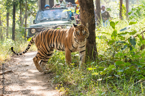 A female tigress walking head-on towards the photographer inside Pench tiger reserve during a wildlife safari photo