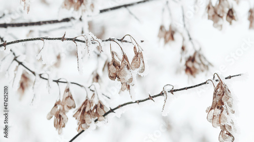 Snow on maple tree branches in winter, nature backgrounds