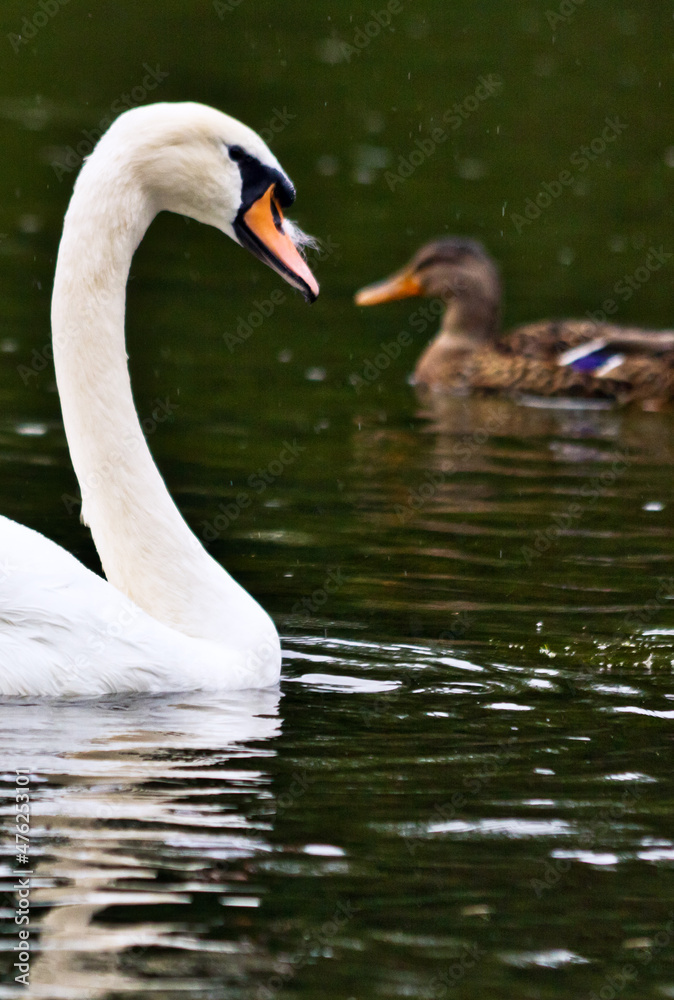 White swan on the lake 3 White swan on the lake 3