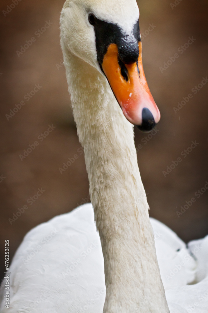Fototapeta premium White swan on the lake 5
