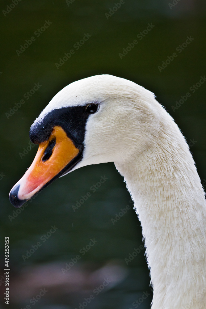 Fototapeta premium White swan on the lake 7