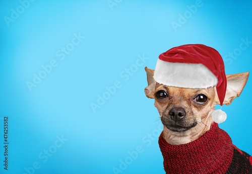 Dog with Santa hat on pastel background, New year and Christmas concept © BillionPhotos.com