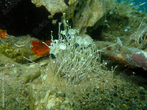 Green algae Acetabularia acetabulum undersea  Aegean Sea  Greece  Halkidiki