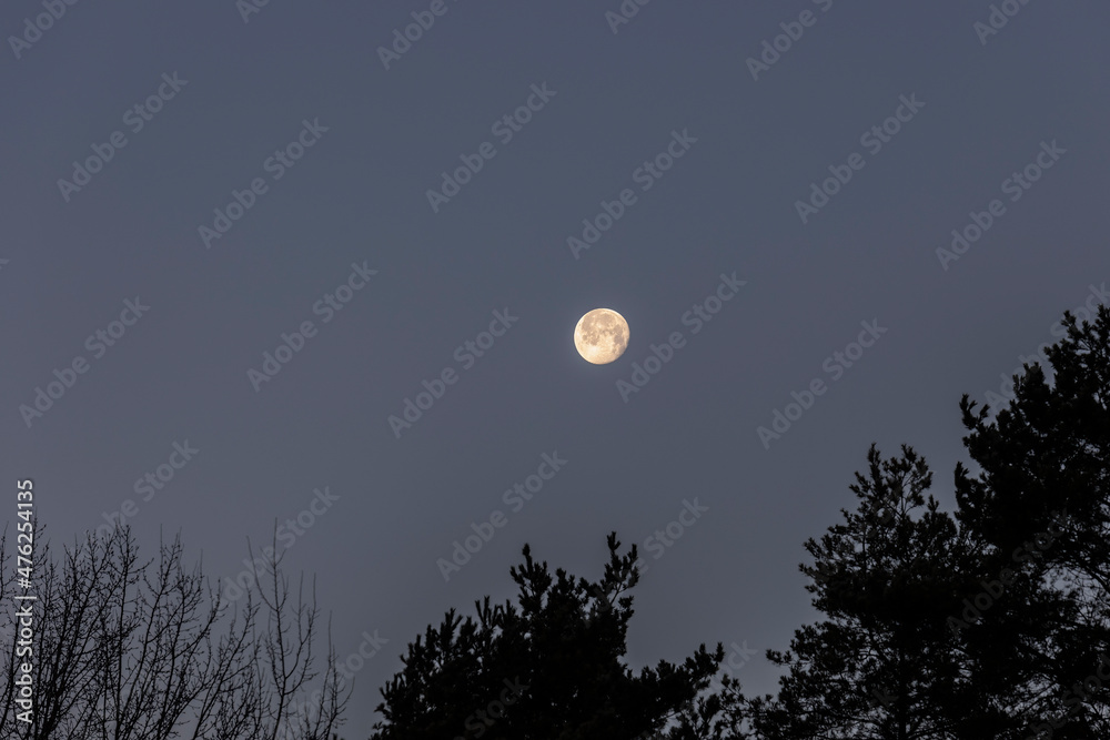 Full moon in the dark morning sky above the tops of a dark forest Full moon in the dark morning sky above the tops of a dark forest