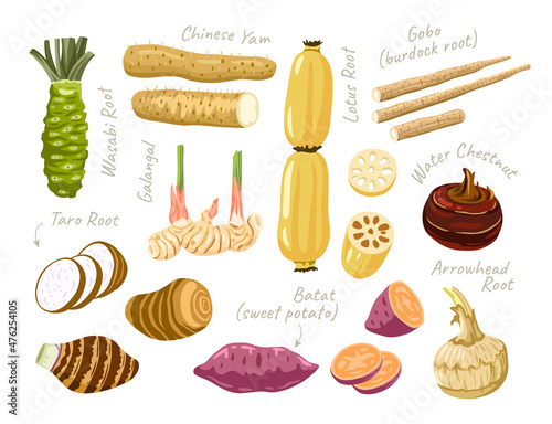 Lotus, wasabi, taro, arrowhead roots. Water chestnut, gobo root, batat, chinese yam. Set of asian vegetables, ingredients for cooking. Vector flat illustrations. photo