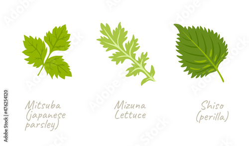 Shiso, perilla, mitsuba parsley, mizuna lettuce. Japanese asian green herbs, spices. Vector flat hand drawn illustrations.