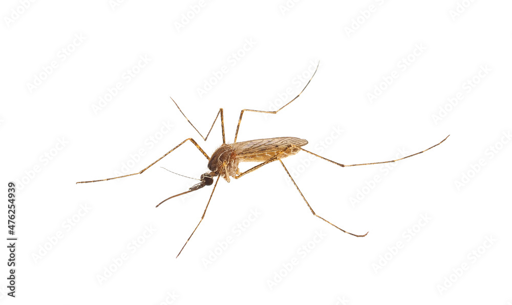 Mosquito isolated on white background, Culiseta sp. Mosquito isolated on white background, Culiseta sp.