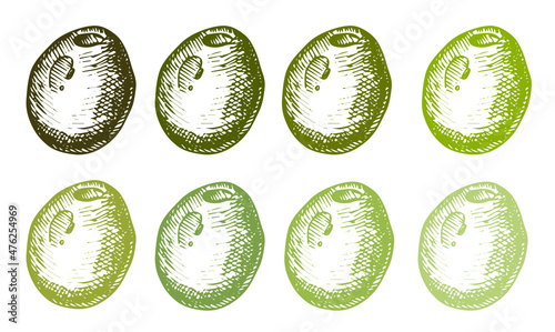 Vector colored hand drawn doodle sketch olive isolated on white background