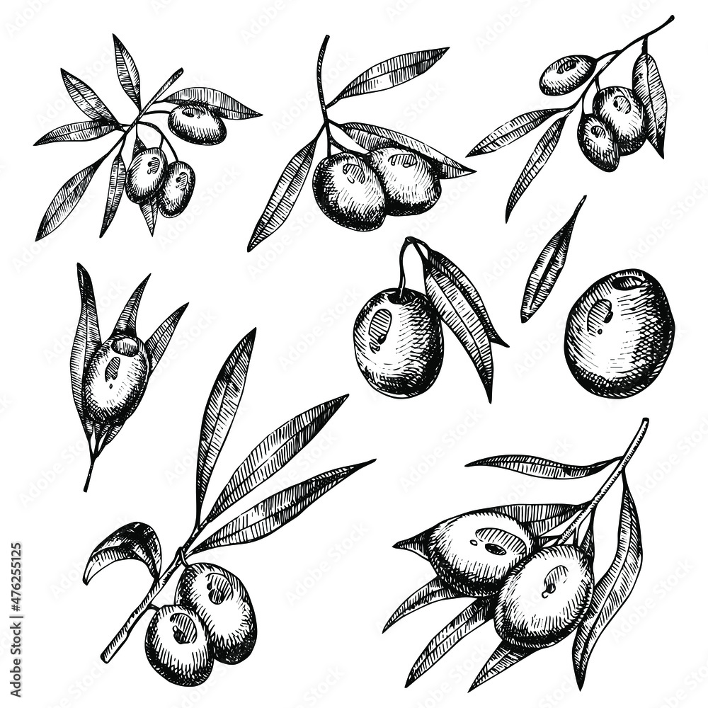 Fototapeta premium Olive sketch element collection, olive branches isolated over white background, leaves, olives, vector hand drawn illustration