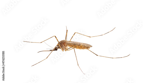 Mosquito isolated on white background, Culiseta sp. photo