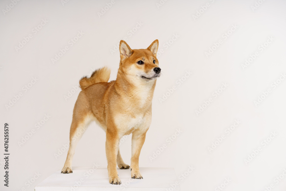 Portrait of cute and happy shiba inu dog on light background. Red-haired japanese dog smiling while standing in studio