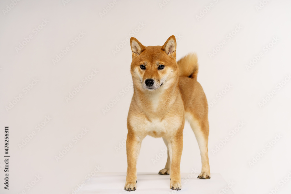 Purebred akita inu puppy posing on light background. Shiba inu is a red-haired japanese dog. Happy pet.