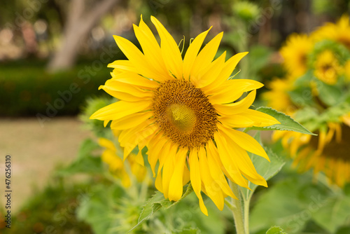 Beautiful sunflower on a sunny day  in a field of sunflowers.