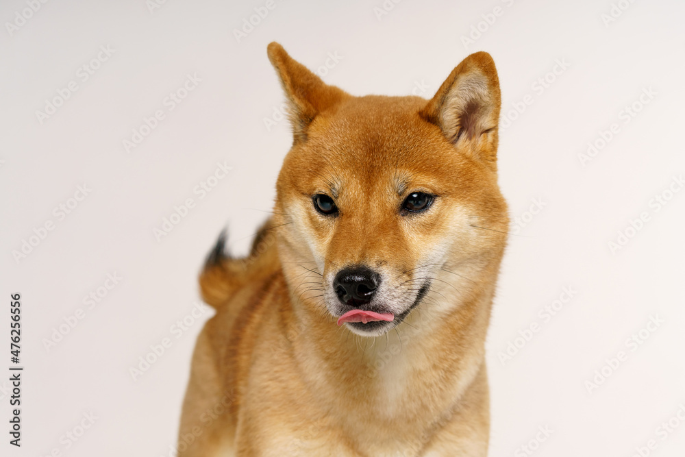Portrait of cute and happy shiba inu dog on light background. Red-haired japanese dog smiling while standing in studio