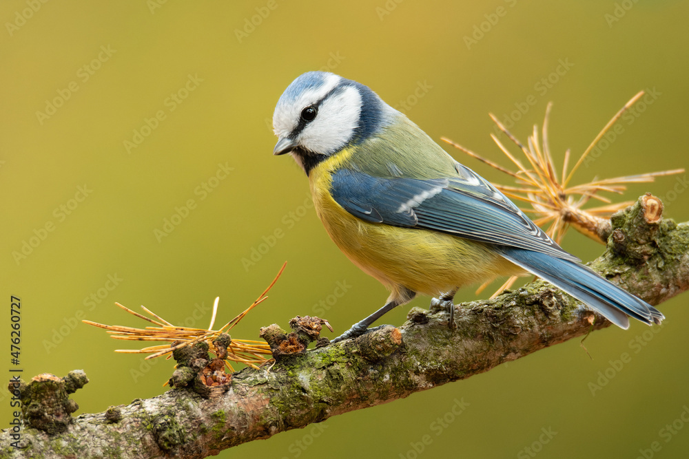 Eurasian blue tit (Cyanistes caeruleus), with a beautiful yellow background. Colorful songbird with blue feather sitting on the branch in the forest. Autumn wildlife scene from nature, Czech Republic