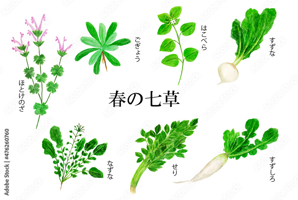 春の七草の手描き水彩イラストstock Illustration Adobe Stock