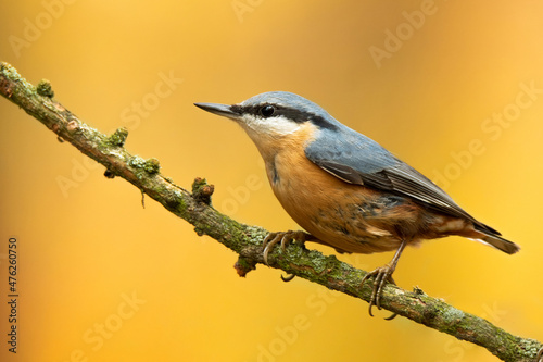 Eurasian nuthatch (Sitta europaea), with a beautiful yellow background. Colorful songbird with blue feather sitting on the branch in the forest. Autumn wildlife scene from nature, Czech Republic