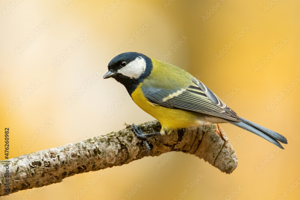 Obraz premium Great tit (Parus major), with beautiful yellow background. Colorful song bird with yellow feather sitting on the branch in the forest. Autumn wildlife scene from nature, Czech Republic