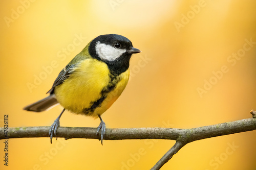 Great tit (Parus major), with beautiful yellow background. Colorful song bird with yellow feather sitting on the branch in the forest. Autumn wildlife scene from nature, Czech Republic