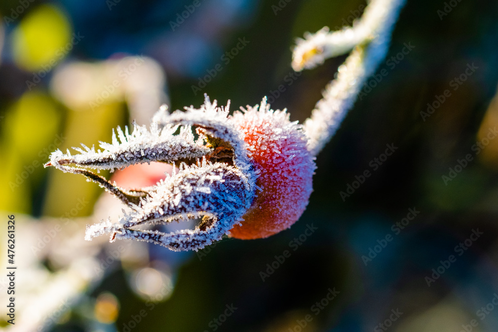 frozen flower leaves frozen flower leaves