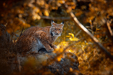 Sierkussen Lynx Lynx in gouden herfstlicht  © Simon Vasut