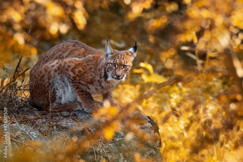 Eurasian lynx (Lynx lynx), with a beautiful yellow coloured background. An amazing endangered carnivore mammal with brown hair in the forest. Autumn wildlife scene from nature, Germany
