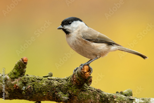 Marsh Tit (Poecile palustris), with beautiful yellow background. Colorful song bird with brown feather sitting on the branch in the forest. Autumn wildlife scene from nature, Czech Republic