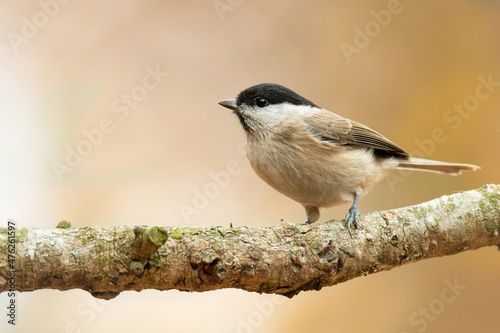 Marsh Tit (Poecile palustris), with beautiful yellow background. Colorful song bird with brown feather sitting on the branch in the forest. Autumn wildlife scene from nature, Czech Republic