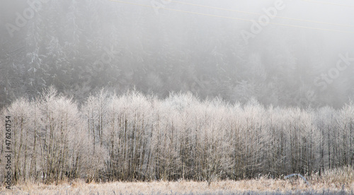 Fototapeta Naklejka Na Ścianę i Meble -  trees covered with hoarfrost on early winter morning