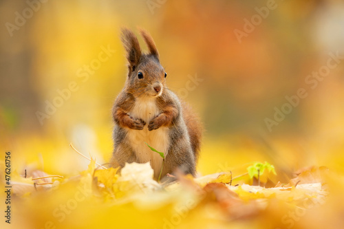Eurasian red squirrel (Sciurus vulgaris), with beautiful yellow coloured background. An amazing  cute mammal with red hair in the forest. Autumn wildlife scene from nature, Czech Republic