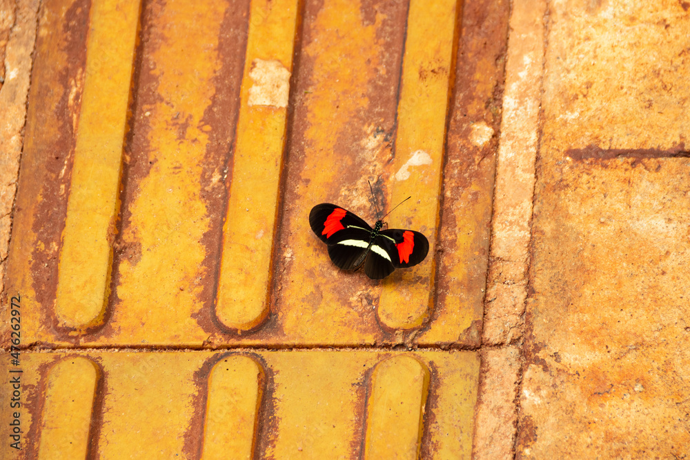 Imagem de uma bela borboleta colorida descansando no caminho do parque. 