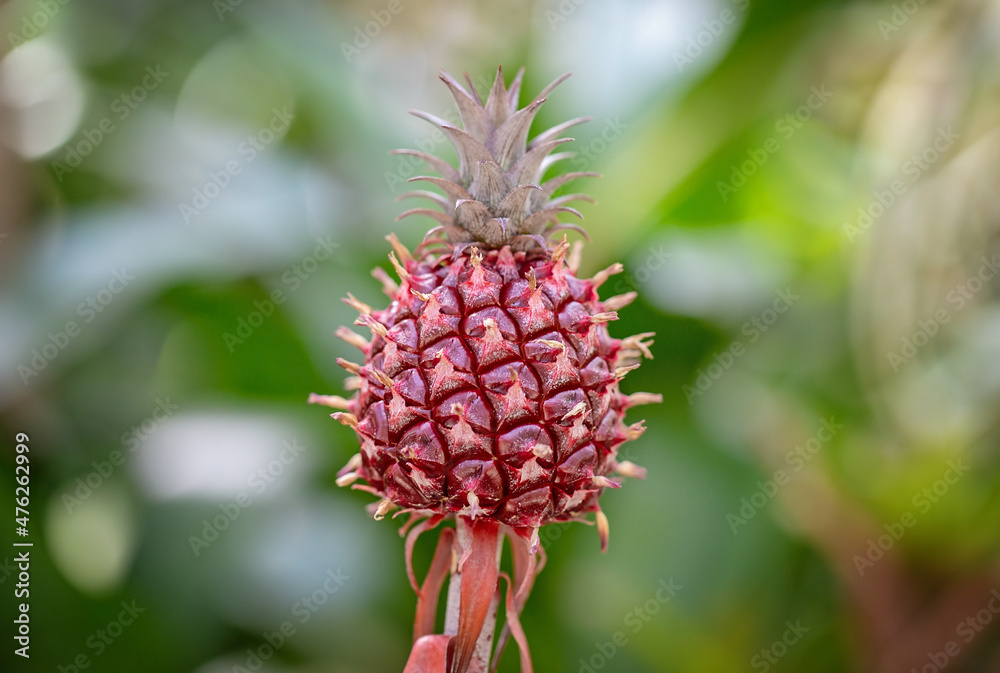 Pineapple Pineapple