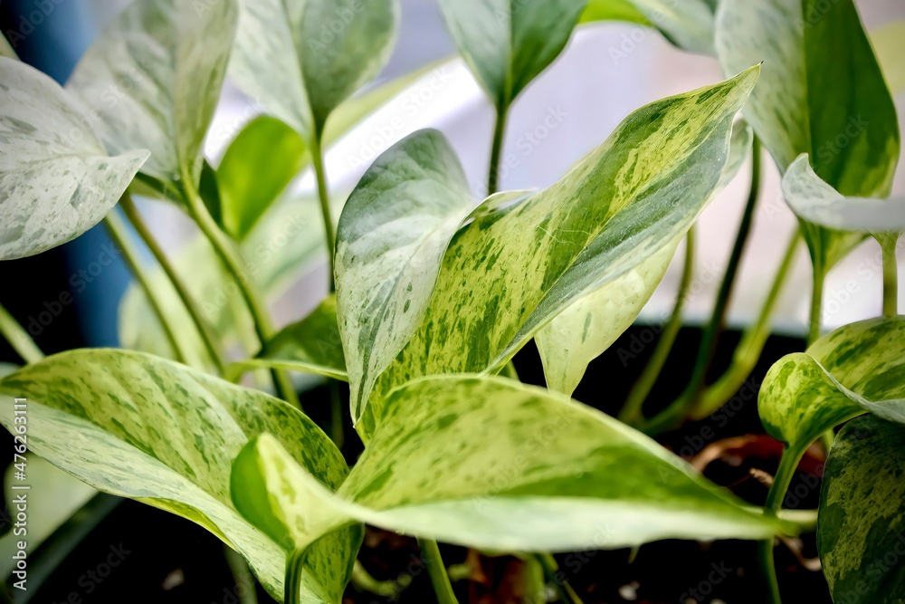 Obraz premium Marble queen pothos