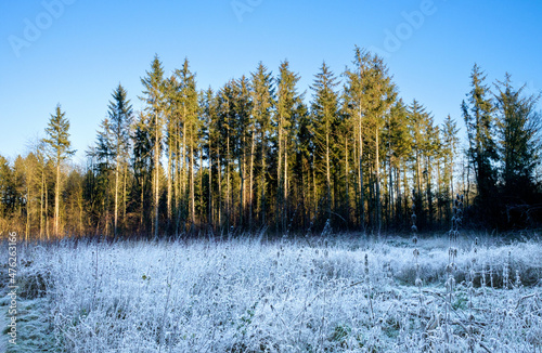 Forrest in the winter photo