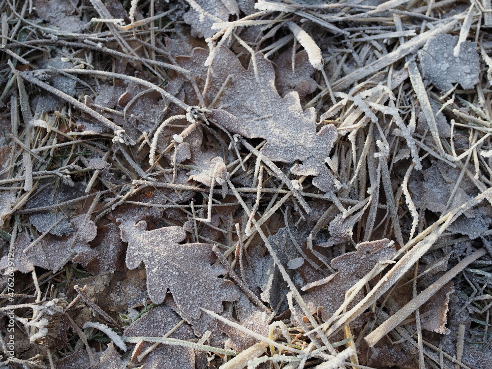 Brown winter leaves with hoarfrost Brown winter leaves with hoarfrost