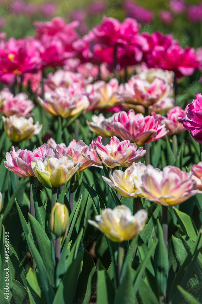 Beautiful pink and white tulips flower bed in the green spring garden Beautiful pink and white tulips flower bed in the green spring garden