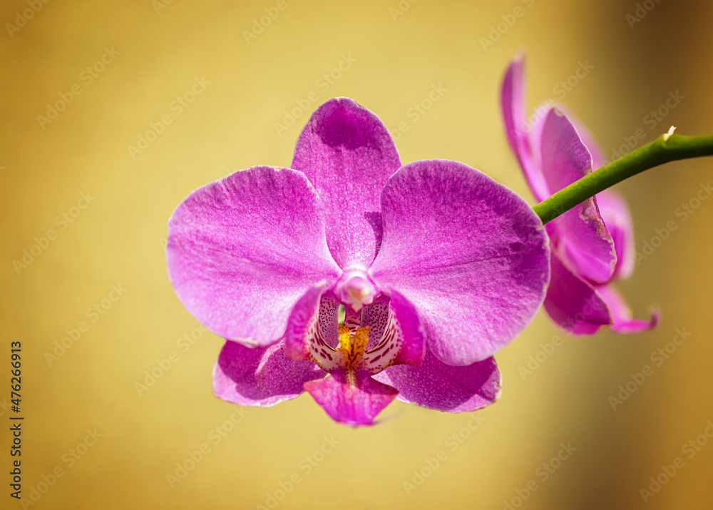 Orchids Orchids
