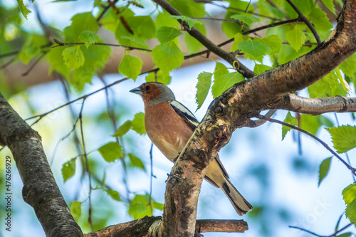 Common chaffinch, Fringilla coelebs, sits on a branch in spring on green background. Common chaffinch in wildlife.