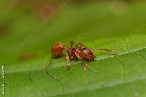 ant Myrmica rubra on a leaf © Tomas