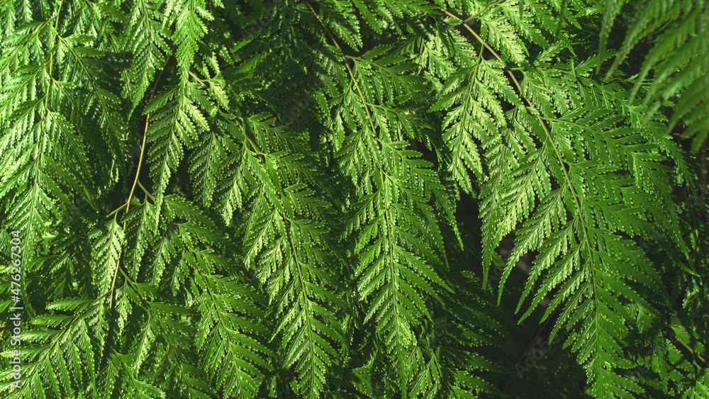 Fototapeta premium Green leaves pattern background, Natural background and wallpaper. in Phuket Thailand.