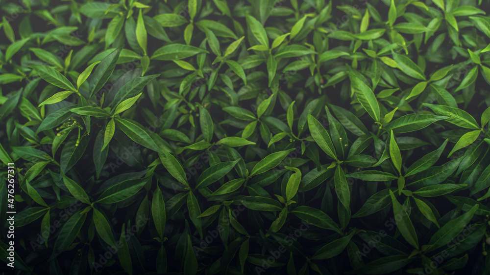 Obraz premium Green leaves pattern background, Natural background and wallpaper. in Phuket Thailand.