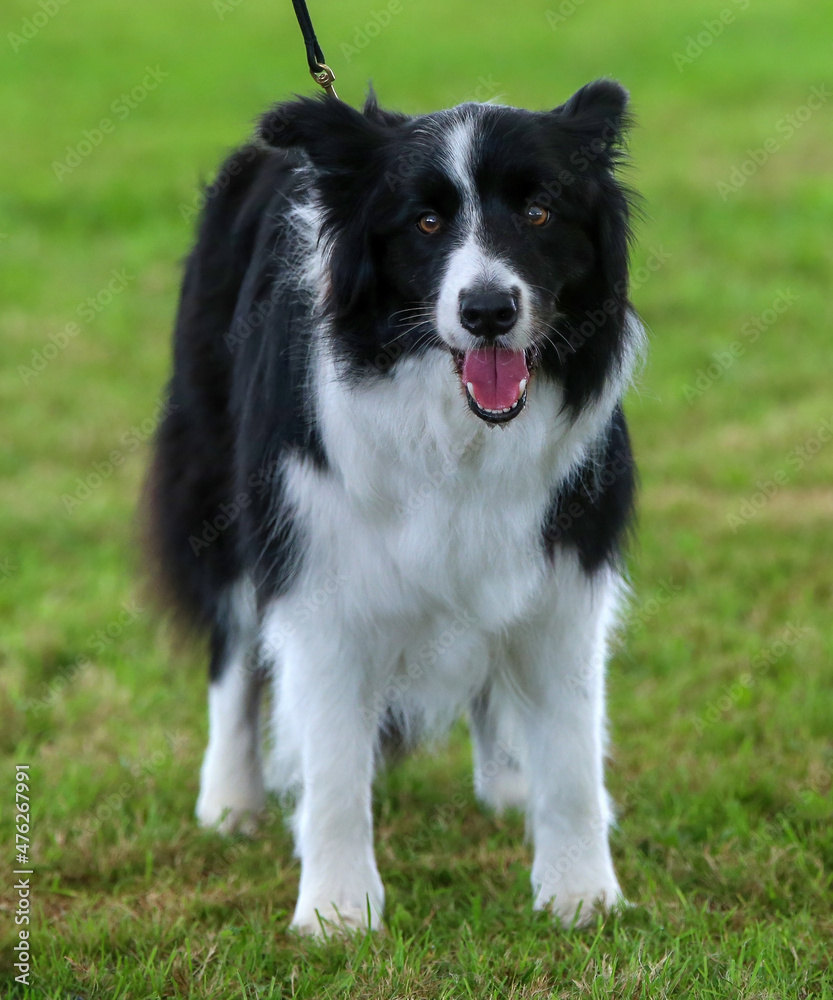 black and white Border Collie dog black and white Border Collie dog